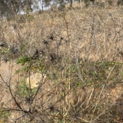 Bidens sp. (Cobbler's Pegs, Farmer's Friend) at Torrens, ACT - 28 Jun 2022 by nathkay