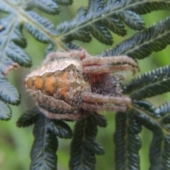 Araneinae (subfamily) (Orb weaver) at Paddys River, ACT - 13 Feb 2022 by michaelb