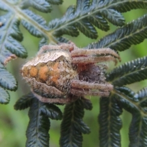 Araneinae (subfamily) at Paddys River, ACT - 13 Feb 2022