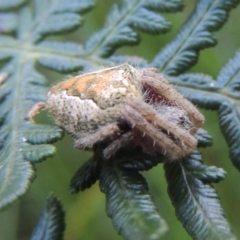 Araneinae (subfamily) at Paddys River, ACT - 13 Feb 2022