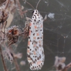 Utetheisa (genus) (A tiger moth) at Point Hut to Tharwa - 14 Mar 2015 by michaelb