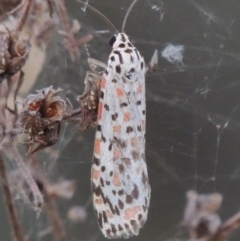 Utetheisa (genus) (A tiger moth) at Paddys River, ACT - 14 Mar 2015 by michaelb