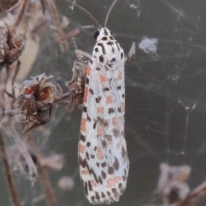 Utetheisa (genus) at Paddys River, ACT - 14 Mar 2015