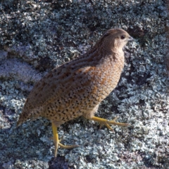 Synoicus ypsilophorus (Brown Quail) at Tennent, ACT - 27 Jun 2022 by jb2602