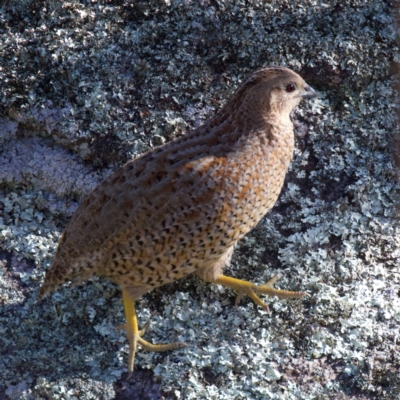 Synoicus ypsilophorus (Brown Quail) at Tennent, ACT - 27 Jun 2022 by jb2602