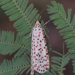 Utetheisa pulchelloides (Heliotrope Moth) at Paddys River, ACT - 2 Mar 2016 by michaelb