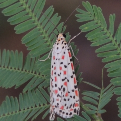 Utetheisa pulchelloides (Heliotrope Moth) at Point Hut to Tharwa - 2 Mar 2016 by michaelb