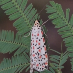 Utetheisa pulchelloides (Heliotrope Moth) at Point Hut to Tharwa - 2 Mar 2016 by michaelb