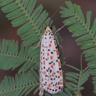 Utetheisa pulchelloides (Heliotrope Moth) at Paddys River, ACT - 2 Mar 2016 by michaelb