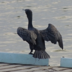 Phalacrocorax carbo (Great Cormorant) at Merimbula, NSW - 16 Jul 2020 by michaelb