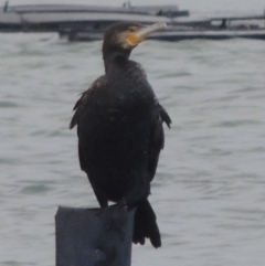 Phalacrocorax carbo at Merimbula, NSW - 16 Jul 2020 05:26 PM