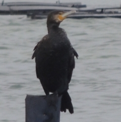 Phalacrocorax carbo at Merimbula, NSW - 16 Jul 2020