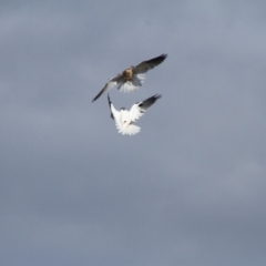 Elanus axillaris at Throsby, ACT - 15 Jun 2022