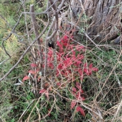 Nandina domestica (Sacred Bamboo) at Watson, ACT - 25 Jun 2022 by waltraud