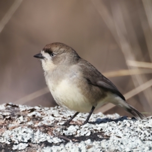 Aphelocephala leucopsis at Tennent, ACT - 27 Jun 2022