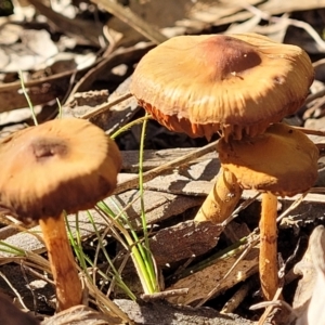 zz agaric (stem; gills not white/cream) at O'Connor, ACT - 28 Jun 2022 12:39 PM