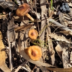 zz agaric (stem; gills not white/cream) at O'Connor, ACT - 28 Jun 2022 12:39 PM