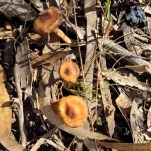 zz agaric (stem; gills not white/cream) at O'Connor, ACT - 28 Jun 2022