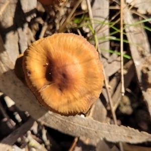 zz agaric (stem; gills not white/cream) at O'Connor, ACT - 28 Jun 2022 12:39 PM