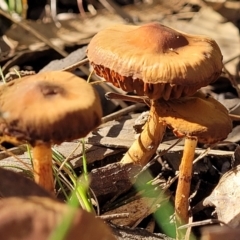 zz agaric (stem; gills not white/cream) at O'Connor, ACT - 28 Jun 2022