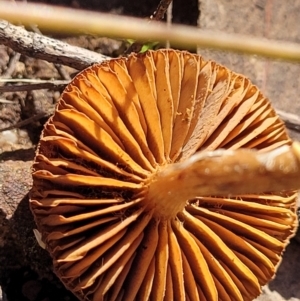 zz agaric (stem; gills not white/cream) at O'Connor, ACT - 28 Jun 2022