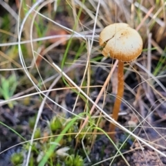 Unidentified Cap on a stem; gills below cap [mushrooms or mushroom-like] at Dryandra St Woodland - 28 Jun 2022 by trevorpreston