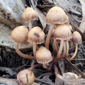 Mycena 'clarkeana group' at O'Connor, ACT - 28 Jun 2022