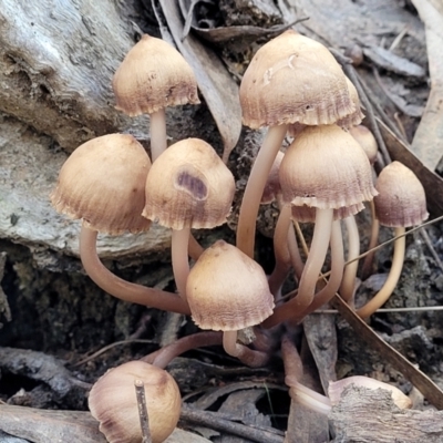 Mycena 'clarkeana group' at O'Connor, ACT - 28 Jun 2022 by trevorpreston