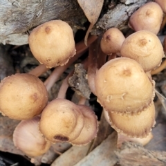 Mycena 'clarkeana group' at O'Connor, ACT - 28 Jun 2022