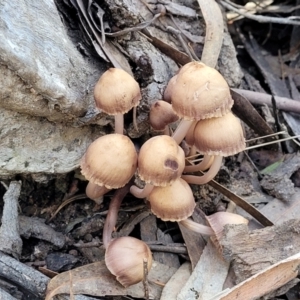 Mycena 'clarkeana group' at O'Connor, ACT - 28 Jun 2022