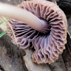 Mycena 'clarkeana group' at O'Connor, ACT - 28 Jun 2022