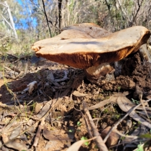 Austrocortinarius australiensis at O'Connor, ACT - 28 Jun 2022