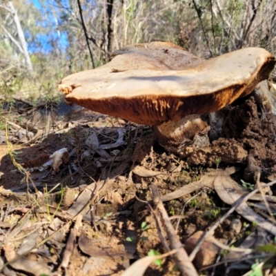 Austrocortinarius australiensis at Dryandra St Woodland - 28 Jun 2022 by trevorpreston