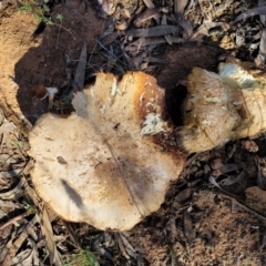 Austrocortinarius australiensis at O'Connor, ACT - 28 Jun 2022 12:46 PM