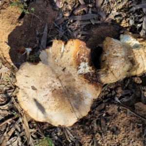 Austrocortinarius australiensis at O'Connor, ACT - 28 Jun 2022