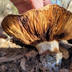 Cortinarius australiensis at O'Connor, ACT - 28 Jun 2022