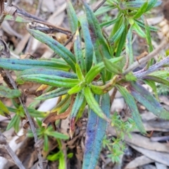 Coronidium oxylepis subsp. lanatum at O'Connor, ACT - 28 Jun 2022 12:47 PM