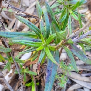 Coronidium oxylepis subsp. lanatum at O'Connor, ACT - 28 Jun 2022