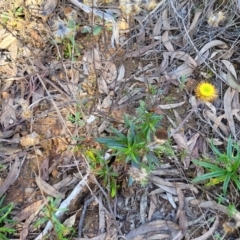 Coronidium oxylepis subsp. lanatum at O'Connor, ACT - 28 Jun 2022