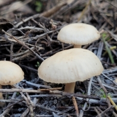 Unidentified Cap on a stem; gills below cap [mushrooms or mushroom-like] (TBC) at O'Connor, ACT - 28 Jun 2022 by trevorpreston