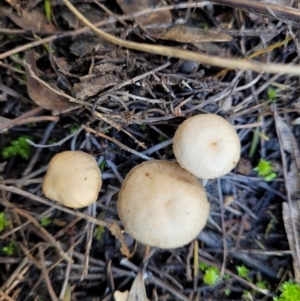 zz agaric (stem; gills white/cream) at O'Connor, ACT - 28 Jun 2022 12:48 PM