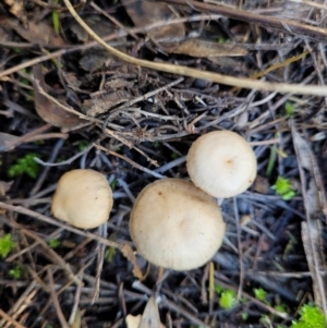 zz agaric (stem; gills white/cream) at O'Connor, ACT - 28 Jun 2022 12:48 PM