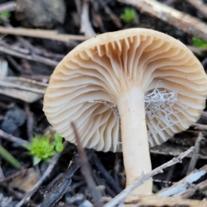 zz agaric (stem; gills white/cream) at O'Connor, ACT - 28 Jun 2022 12:48 PM