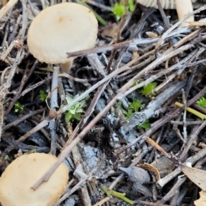 zz agaric (stem; gills white/cream) at O'Connor, ACT - 28 Jun 2022 12:48 PM