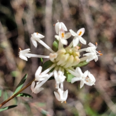 Pimelea linifolia subsp. linifolia (Queen of the Bush, Slender Rice-flower) at Dryandra St Woodland - 28 Jun 2022 by trevorpreston