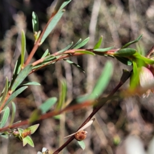 Pimelea linifolia subsp. linifolia at O'Connor, ACT - 28 Jun 2022