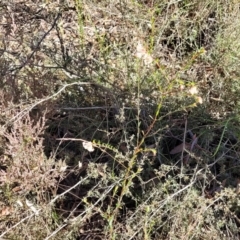 Pimelea linifolia subsp. linifolia at O'Connor, ACT - 28 Jun 2022