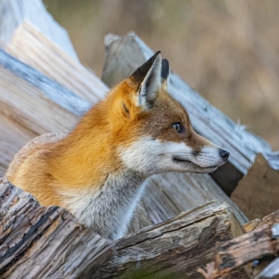 Vulpes vulpes (Red Fox) at QPRC LGA - 23 Jun 2022 by WHall