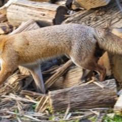 Vulpes vulpes at Googong, NSW - 23 Jun 2022 05:54 PM