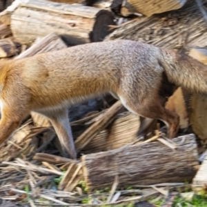 Vulpes vulpes at Googong, NSW - 23 Jun 2022 05:54 PM